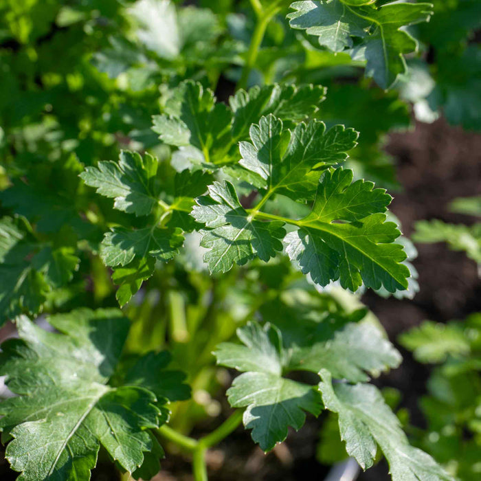 Parsley 'Italian Flat Leaf'