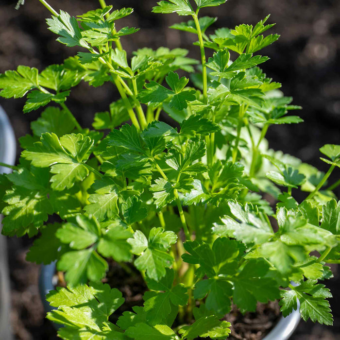 Parsley 'Italian Flat Leaf'