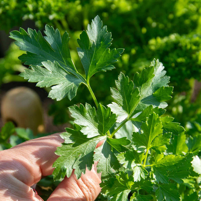 Parsley 'Italian Flat Leaf'