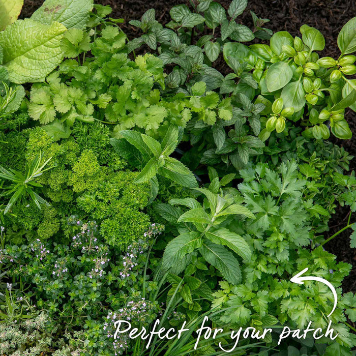 Parsley 'Italian Flat Leaf'