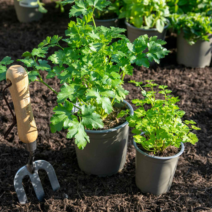 Parsley 'Italian Flat Leaf'