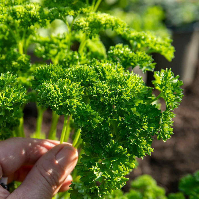 Parsley 'Moss Curled'