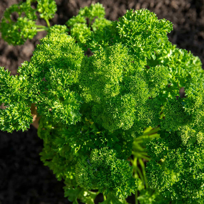 Parsley 'Moss Curled'
