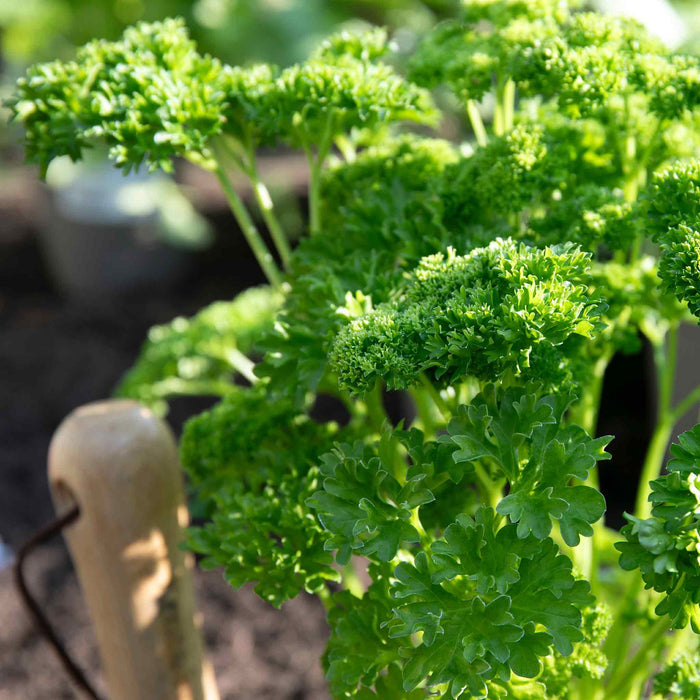 Parsley 'Moss Curled'