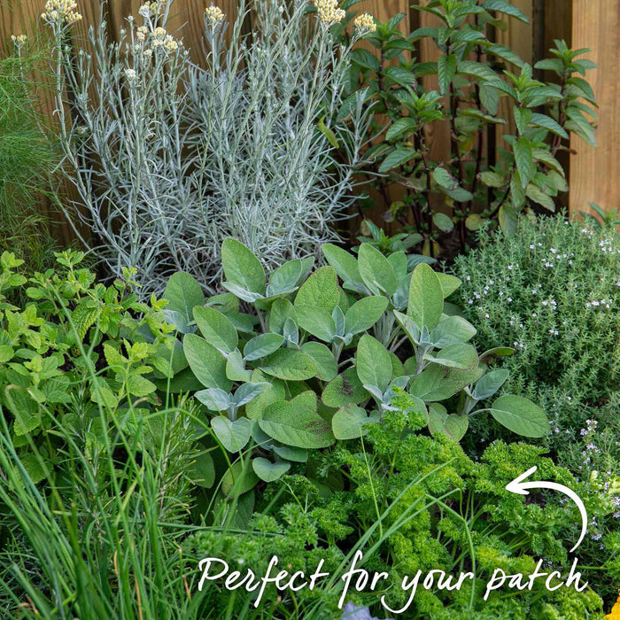 Parsley 'Moss Curled'