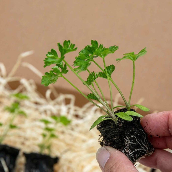 Parsley 'Moss Curled'