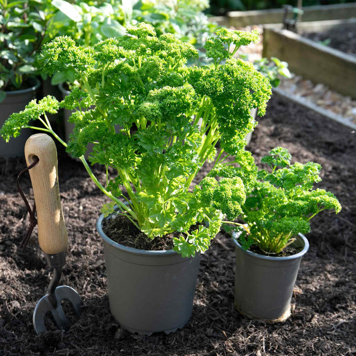 Parsley 'Moss Curled'