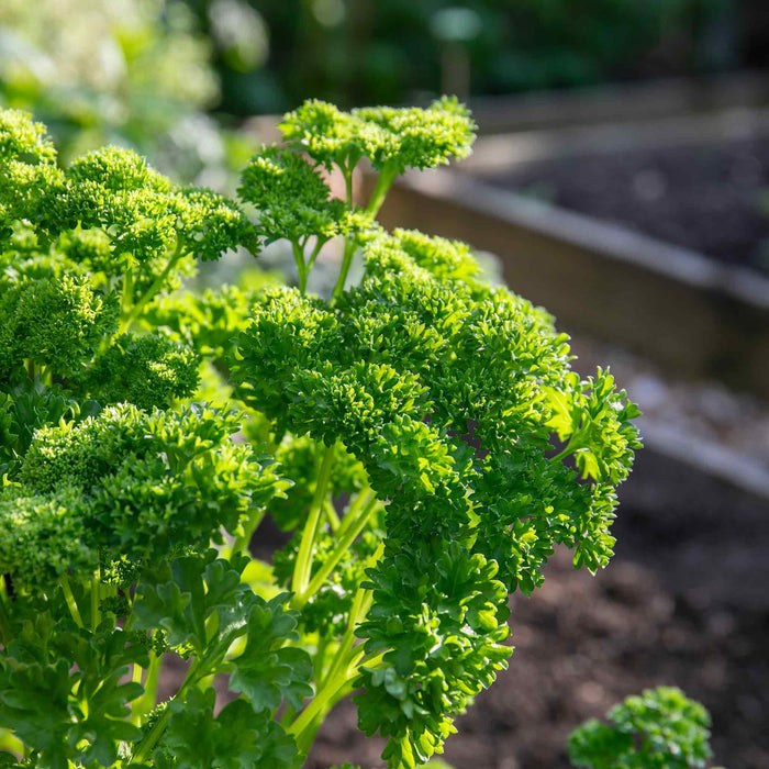 Parsley 'Moss Curled'