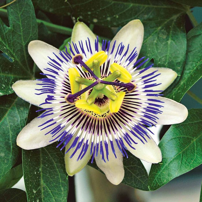Passion Flower 'Caerulea'