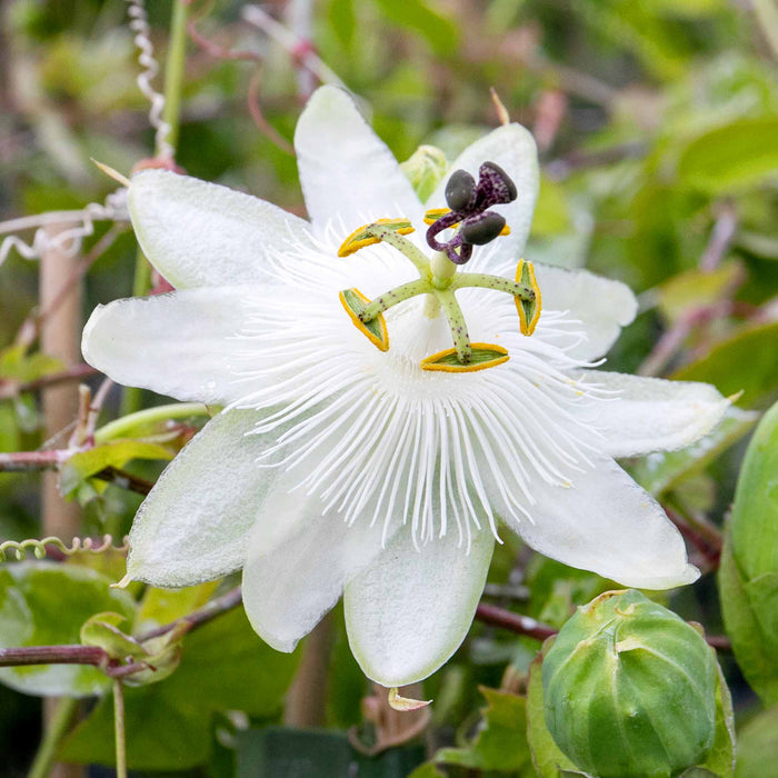 Passion Flower 'Contance Elliot'