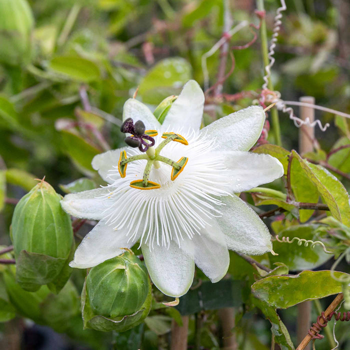 Passion Flower 'Contance Elliot'