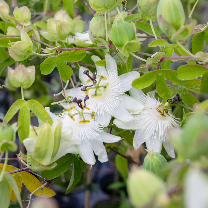 Passion Flower 'Contance Elliot'
