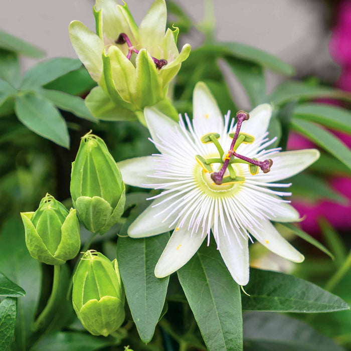 Passion Flower 'Contance Elliot'