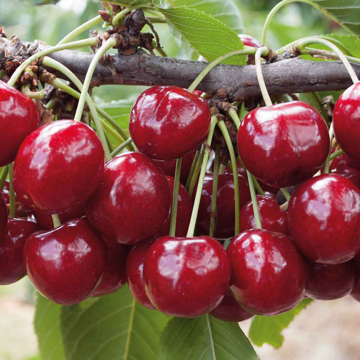 Patio Cherry 'Regina'