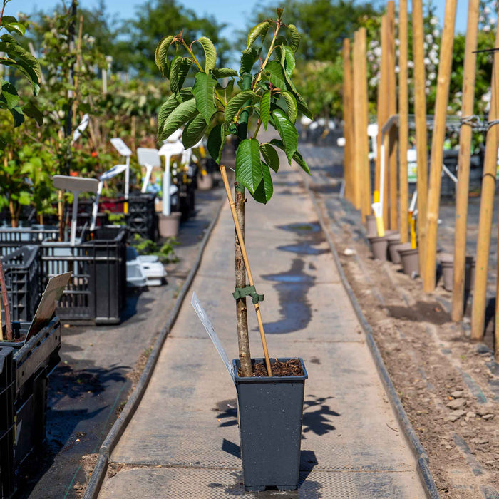 Patio Cherry 'Regina'