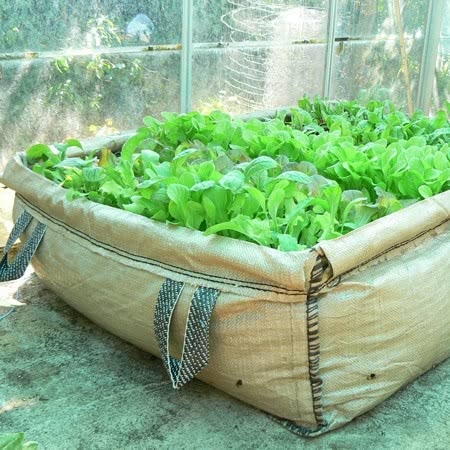 Patio & Greenhouse Grow Bed