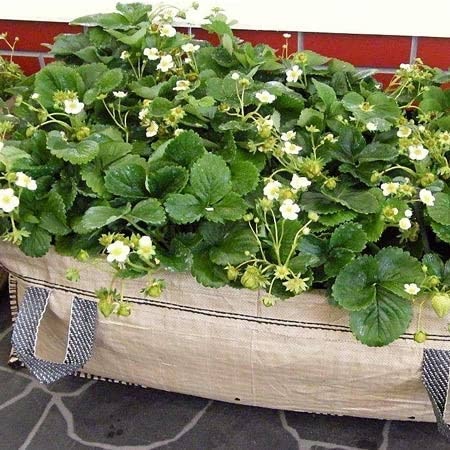 Patio & Greenhouse Grow Bed