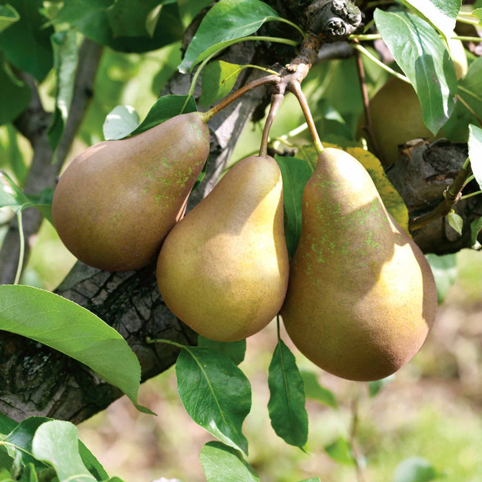 Pear 'Conference'