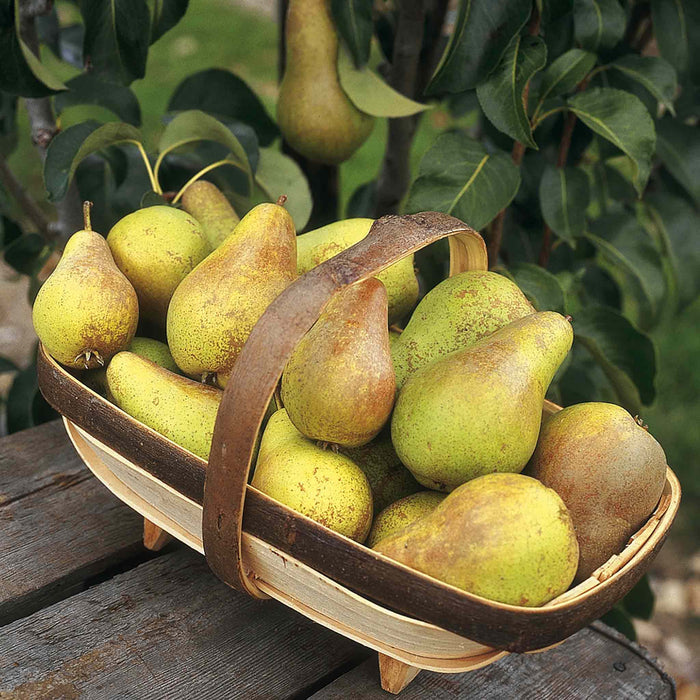 Pear 'Conference'