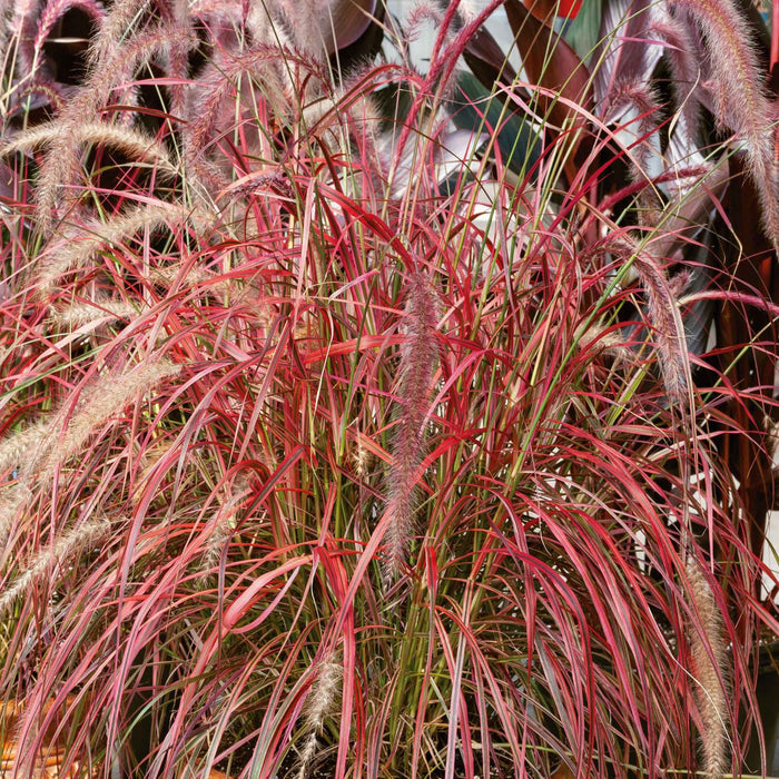 Pennisetum 'Fireworks'