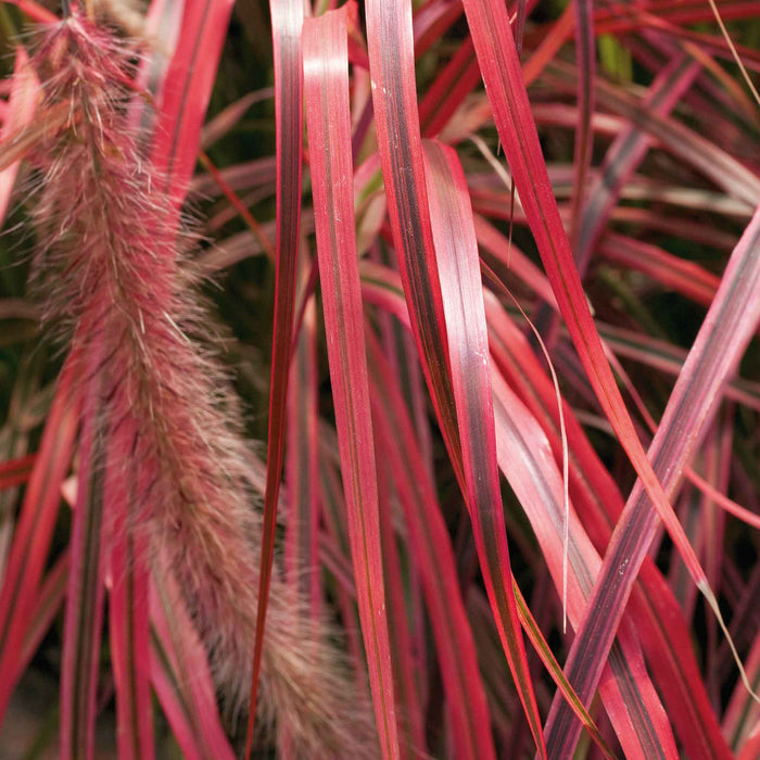 Pennisetum 'Fireworks'