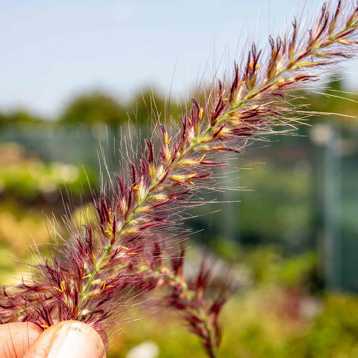 Pennisetum 'Fireworks'