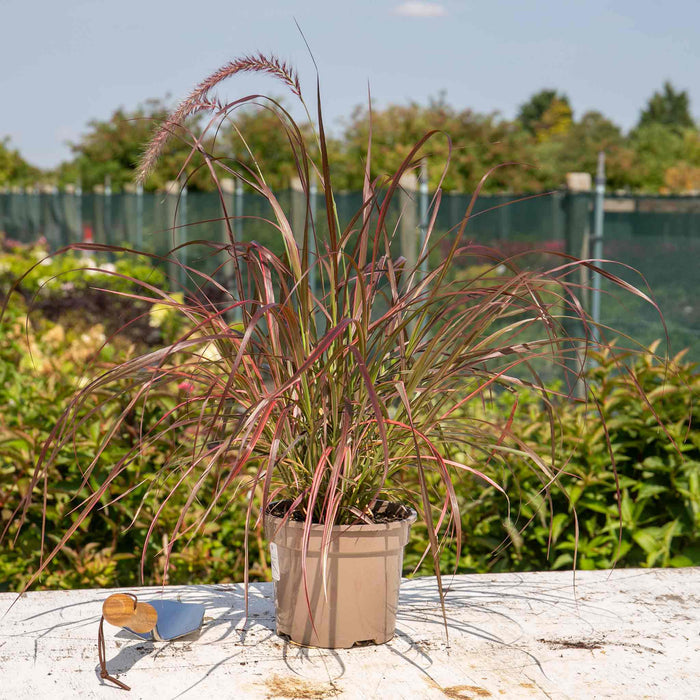 Pennisetum 'Fireworks'