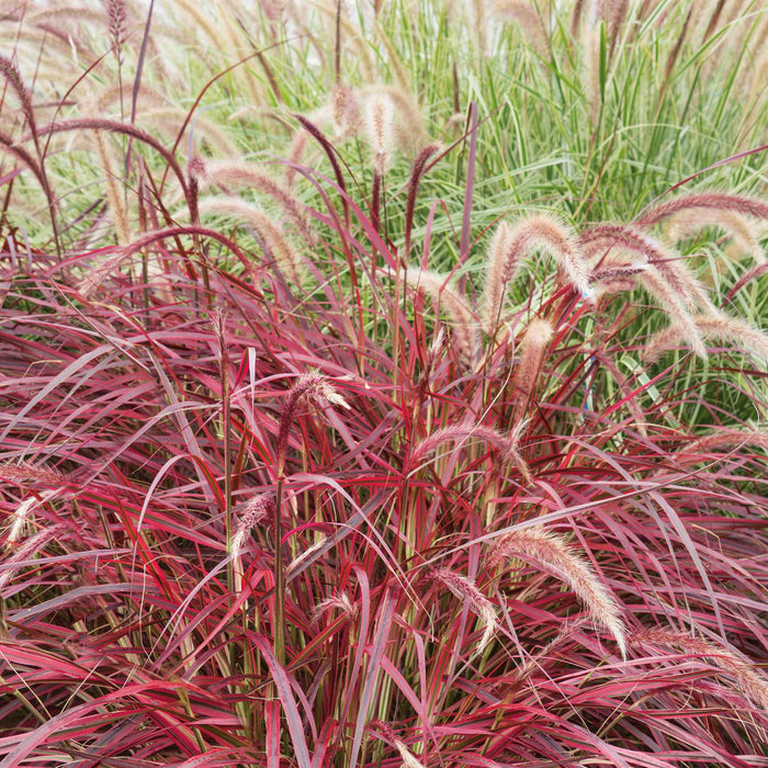 Pennisetum 'Fireworks'