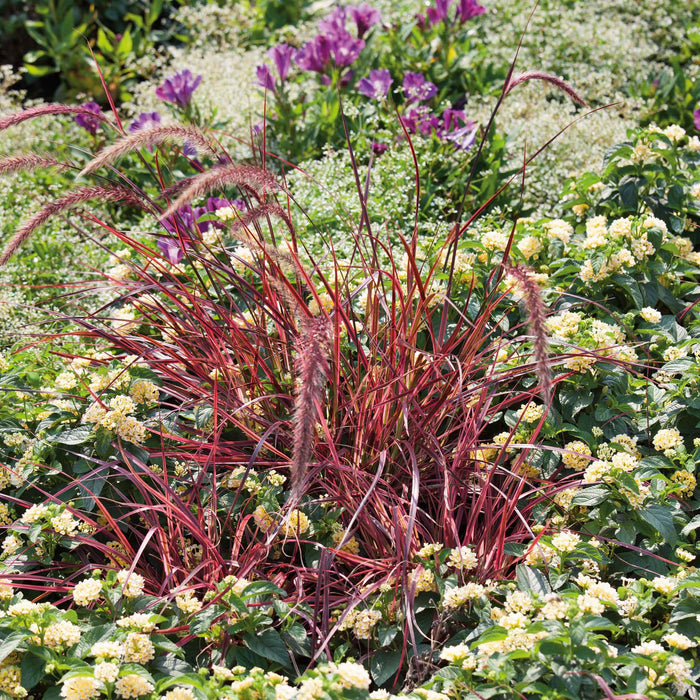 Pennisetum 'Fireworks'