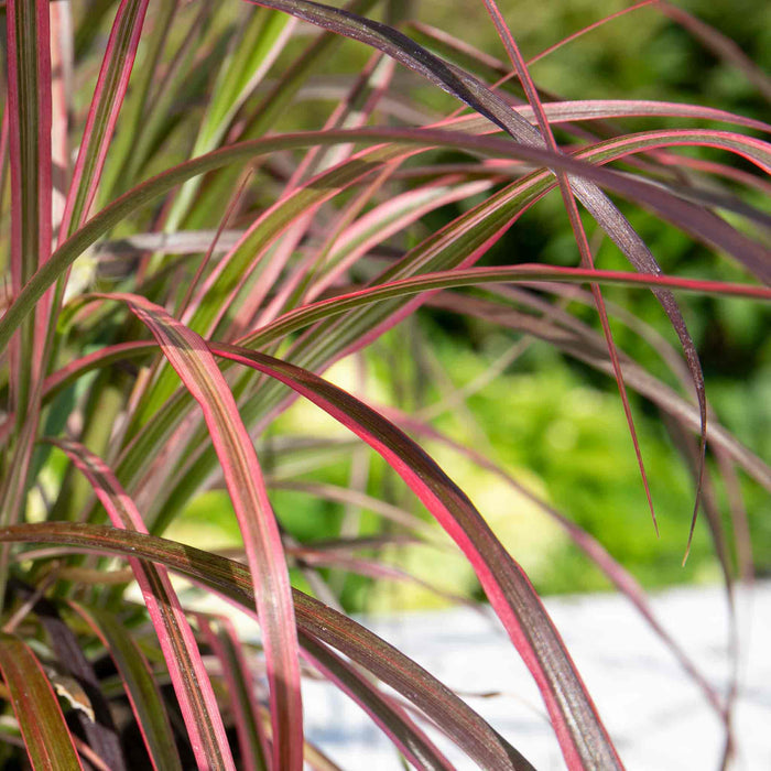 Pennisetum 'Fireworks'