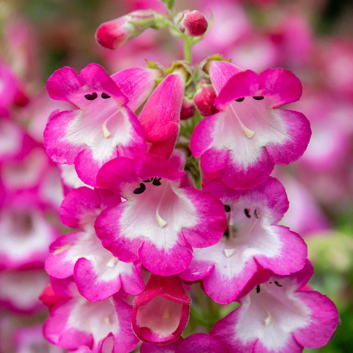 Penstemon 'Arabesque Orchid'