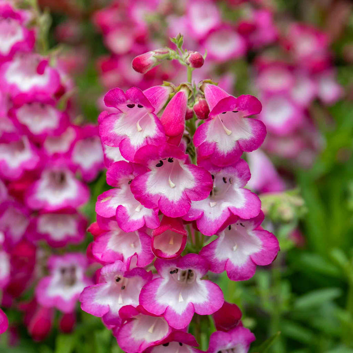Penstemon 'Arabesque Orchid'