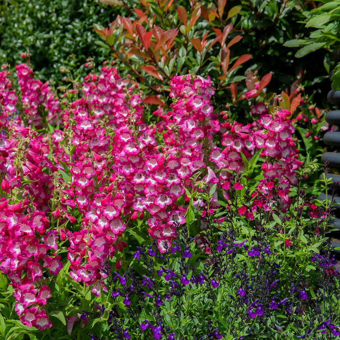 Penstemon 'Arabesque Orchid'