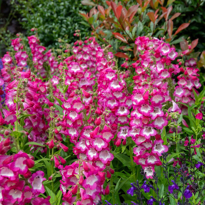 Penstemon 'Arabesque Orchid'