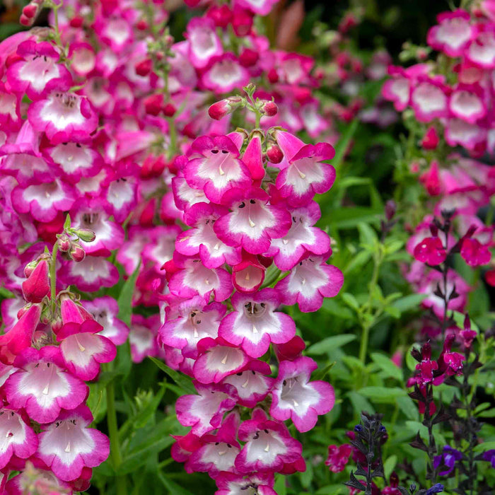 Penstemon 'Arabesque Orchid'
