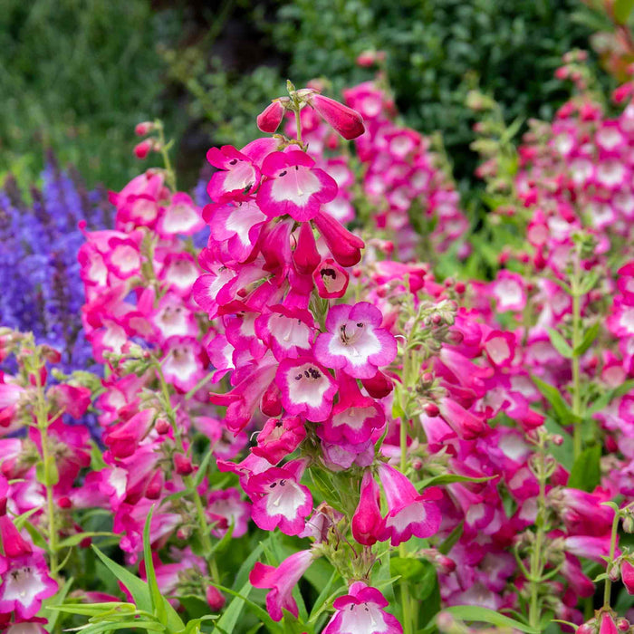 Penstemon 'Arabesque Orchid'