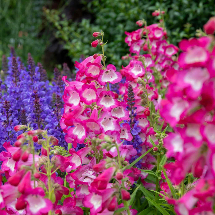 Penstemon 'Arabesque Orchid'