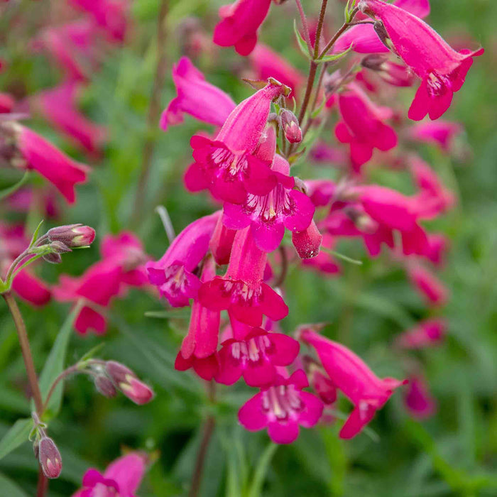 Penstemon 'Garnet'