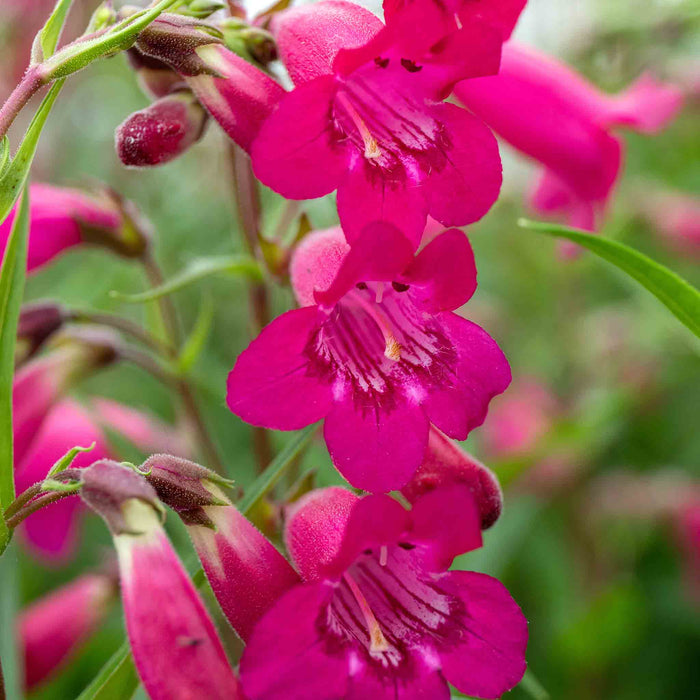 Penstemon 'Garnet'