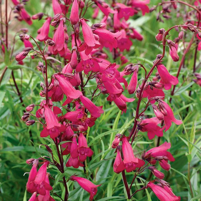 Penstemon 'Garnet'