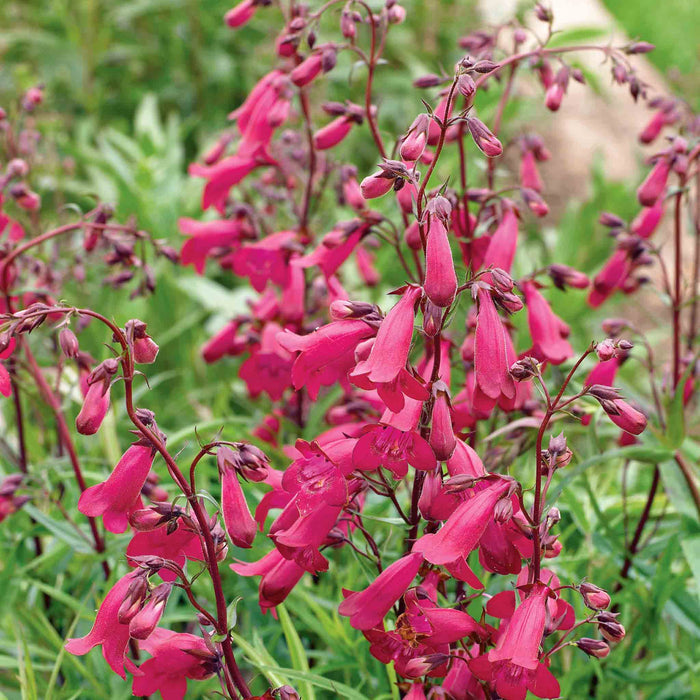 Penstemon 'Garnet'