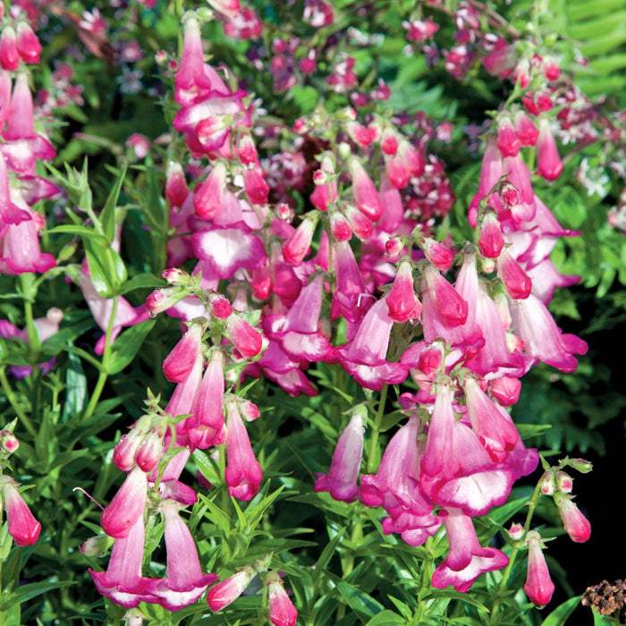 Pentstemon 'Pensham Laura'