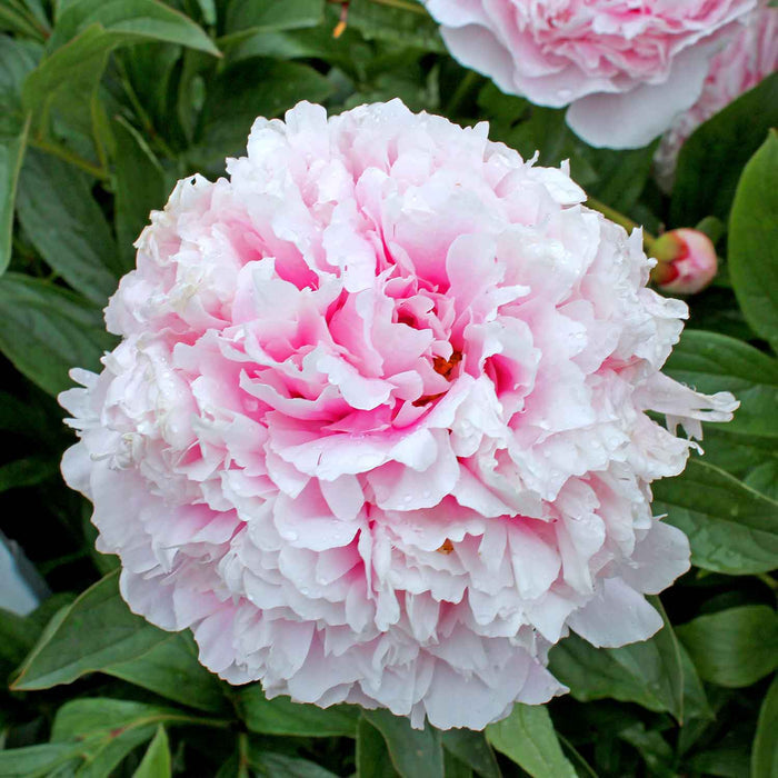 Peony 'Lactiflora Sarah Bernhardt'