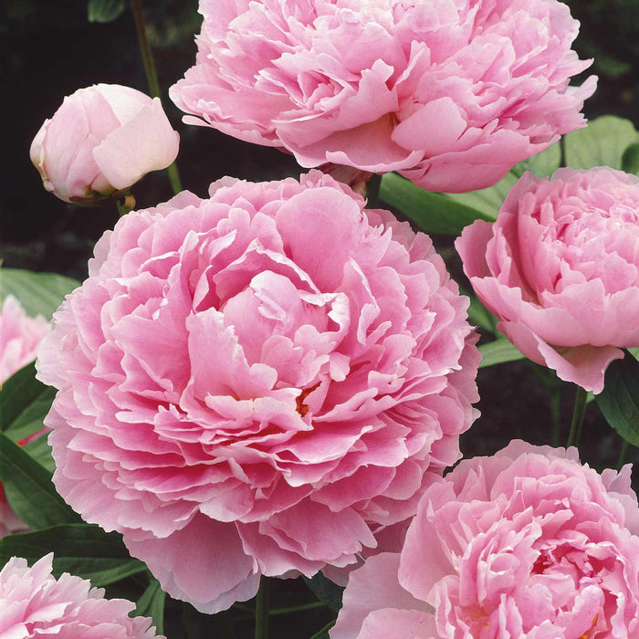 Peony 'Sarah Bernhardt'