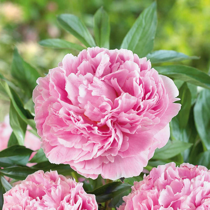 Peony 'Sarah Bernhardt'