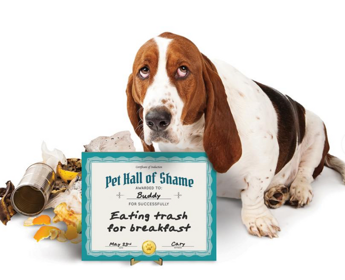 Pet Shaming Kit - Pine & Moss