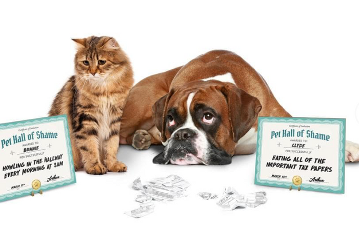 Pet Shaming Kit - Pine & Moss