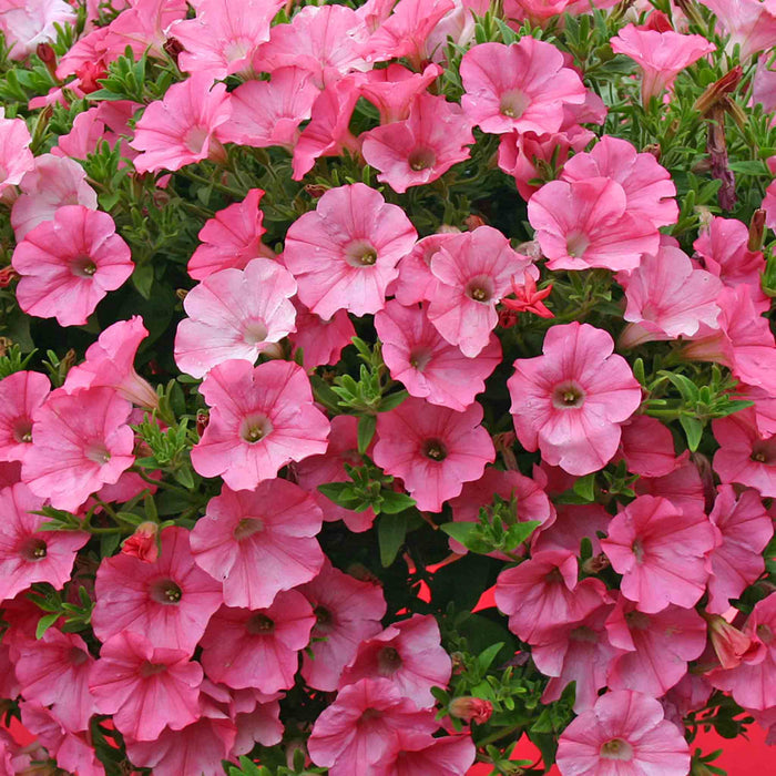 Petunia Supertunia 'Vista Bubblegum'