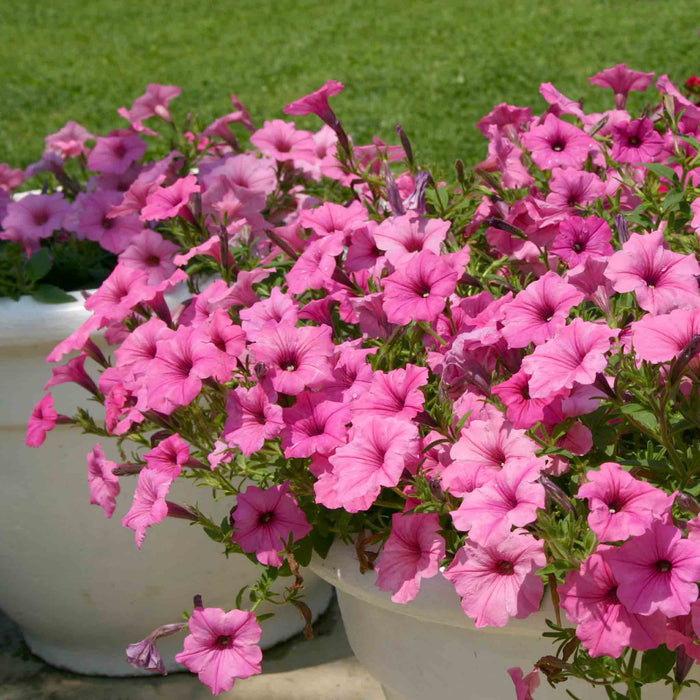 Petunia Supertunia 'Vista Bubblegum'