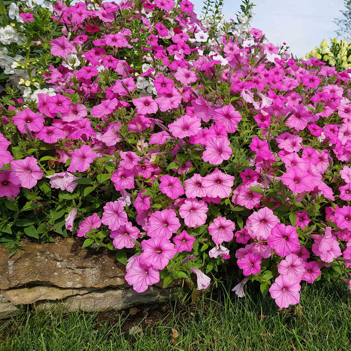 Petunia Supertunia 'Vista Bubblegum'